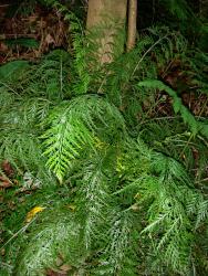 Asplenium shuttleworthianum. Mature plant growing in shaded forest.
 Image: P.J. de Lange © Peter de Lange All rights reserved